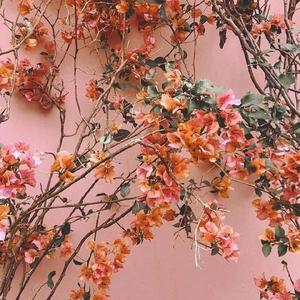 国产与亚洲成人网站
